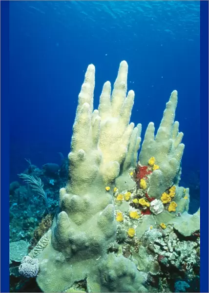 Pillar Coral Yellow Boring Sponges (Siphonodictyon coralliphagus)