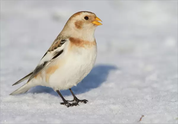 Snow Bunting - Single adult male perching on snow covered beach. Norfolk, UK