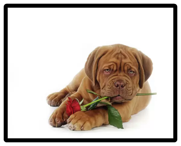 DOG. Dogue de bordeaux puppy laying down holding a rose