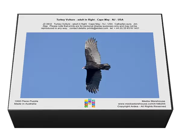 Turkey Vulture - adult in flight - Cape May - NJ - USA