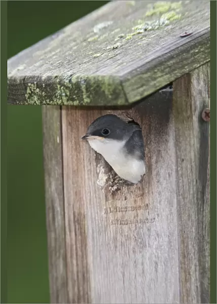 Tree Swallow - young bird ready to fledge from nest box - June - CT - USA