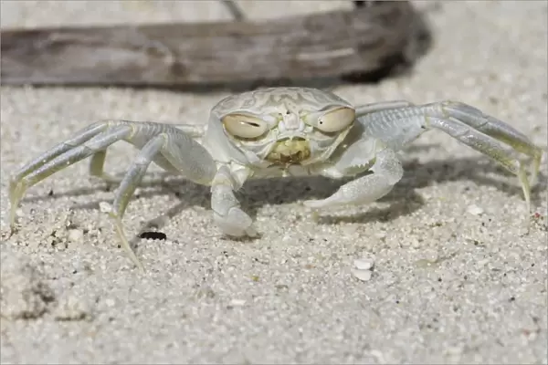 Smooth-handed Ghost Crab with horizontal eyes. So called because it largely lacks the ridges inside the large claw. Colour varies according to background. Here on a white sandy beach it is very pale