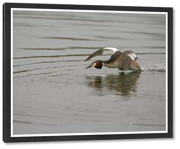 Great Crested Grebe - agressively running over water protecting it's territory - March - Norfolk - UK