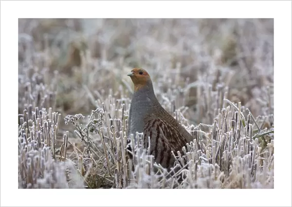 Grey Partridge - standing in frost covered winter stubble field showing bare patches below the eye, February. Narborough, Norfolk, U. K