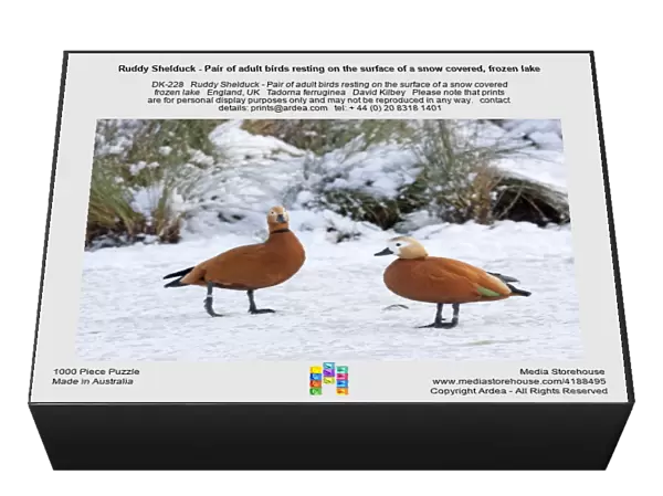 Ruddy Shelduck - Pair of adult birds resting on the surface of a snow covered, frozen lake