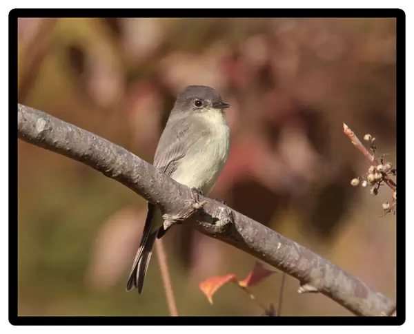 Eastern Phoebe. Connecticut