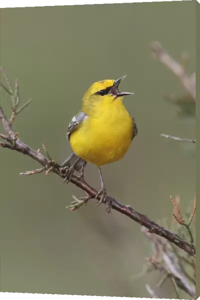 Blue-winged Warbler - singing in territory. CT in May. USA