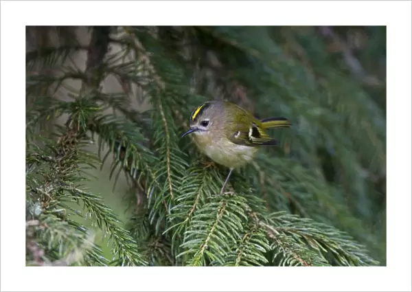 Goldcrest - perched in Norway Spruce early April - Breckland - Norfolk - UK