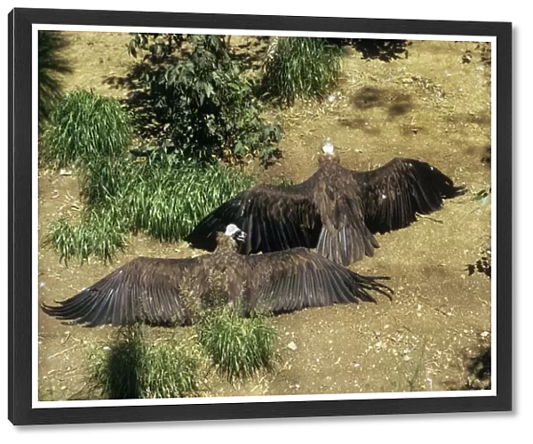 Black Vultures - stretching wings