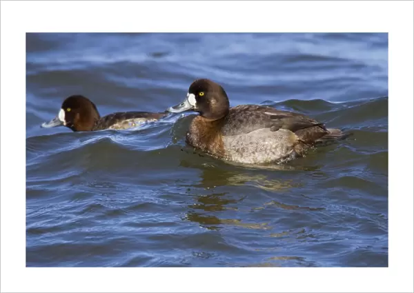 Greater Scaup - female in February breeding plumage. Connecticut USA