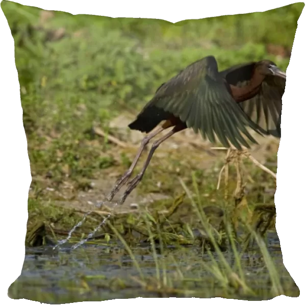 Glossy Ibis - taking off from waters edge, June, Danube Delta, Romani