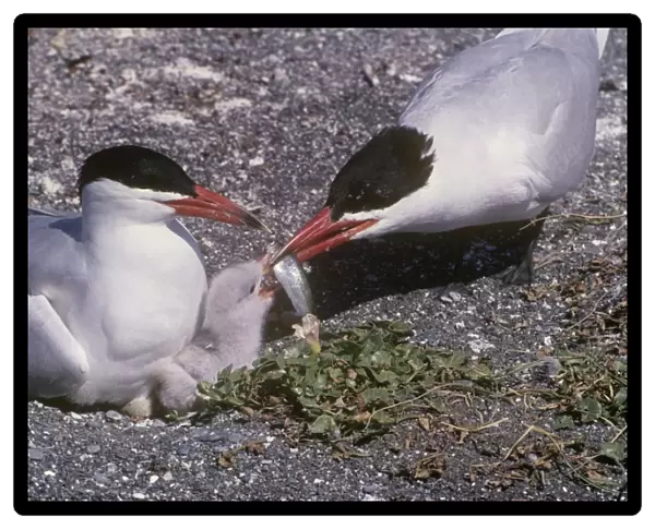Caspian Tern - feeding chick