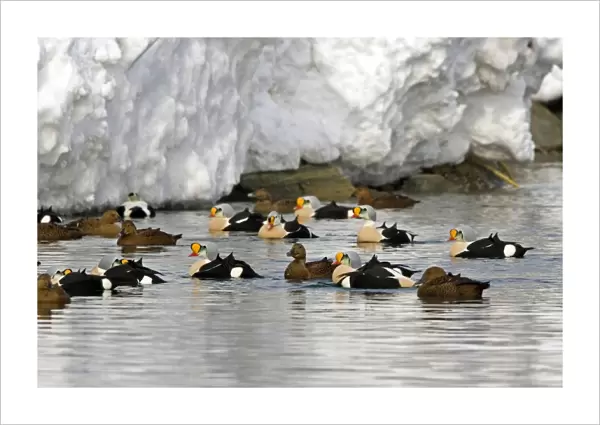 King Eider - Small flock drakes and ducks swimming - April - Varanger Fjord - Norway