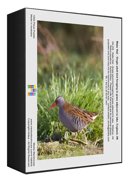 Water Rail - Single adult bird foraging in grass adjacent to lake. England, UK