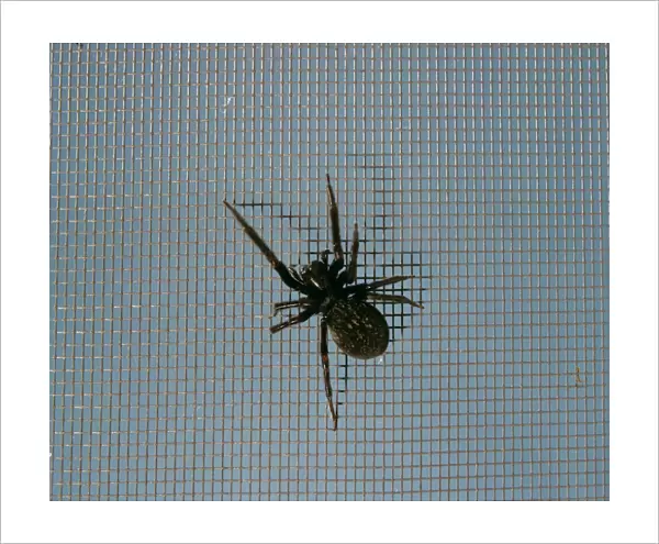 Black house  /  Window Spider - Canberra, Australian Capital Territory, Australia, December JPF03011