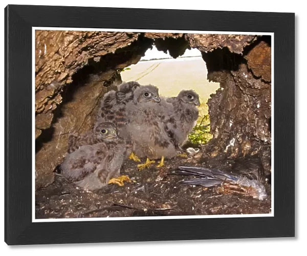 Kestrel - Chicks standing at nest hole entrance with birds wing in foreground - July - Breckland - Norfolk - UK