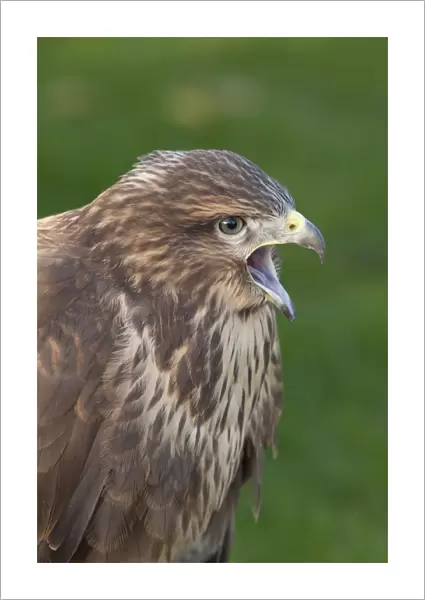 Common Buzzard - close up of single adult calling