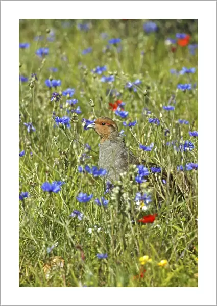 Grey Partridge - male standing in cornflowers round set-a-side headland, July, Fakenham, Norfolk, U. K