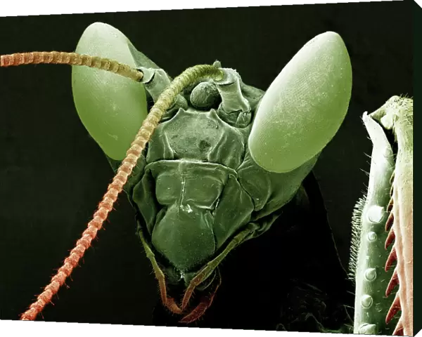 Scanning Electron Micrograph (SEM): Praying Mantis - Magnification x 30 (if print A4 size: 29. 7 cm wide)