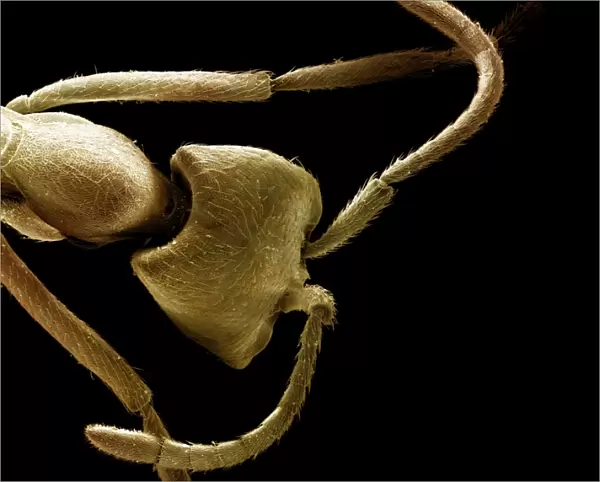 Scanning Electron Micrograph (SEM): Driver Ant - Magnification x 90 (if print A4 size: 29. 7 cm wide)