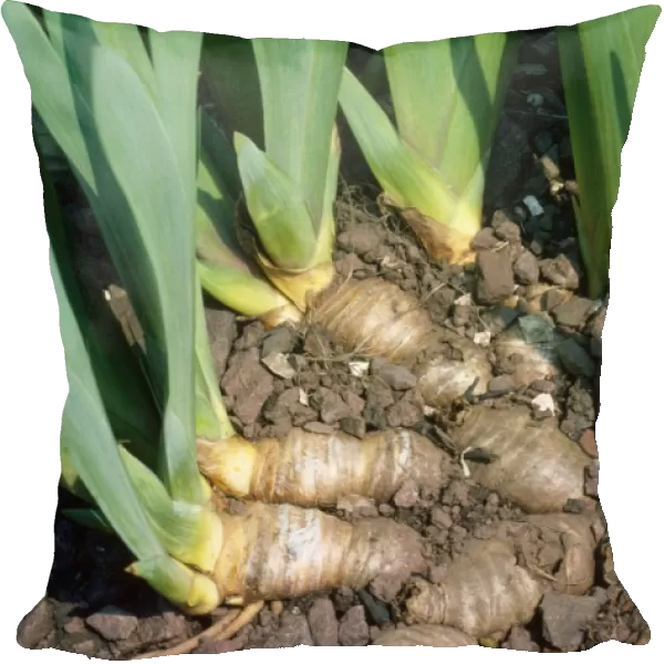Iris - Rhizomes, swollen stems