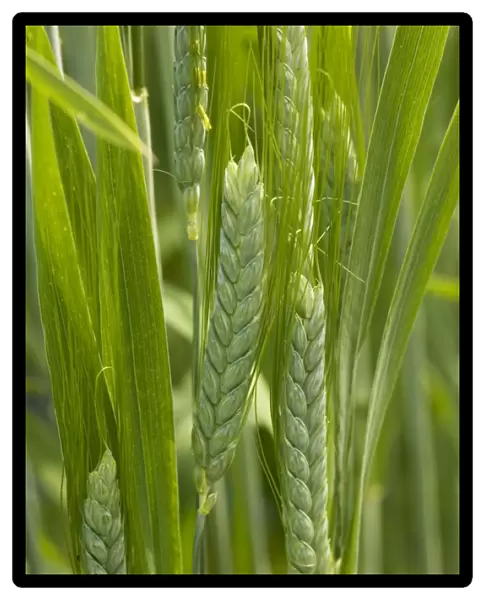 Wild Emmer wheat (Triticum dicoccoides), a fore-runner of modern wheat. In cultivation