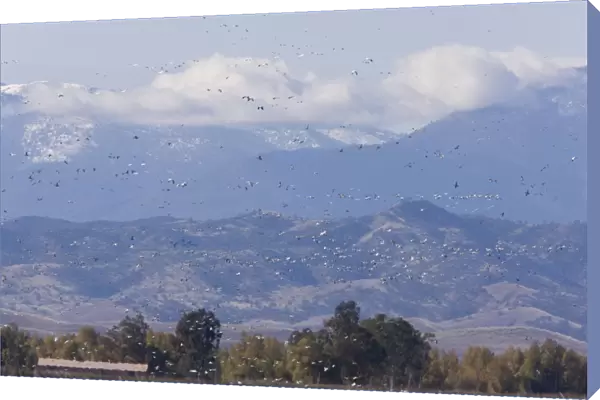 Mixed flock in flight - Ross's Geese (Chen rossii) and Snow Geese (Chen caerulescens) - at Sacramento National Wildlife Reserve, Black Butte mountains  /  Mendocino Forest beyond; California, United States