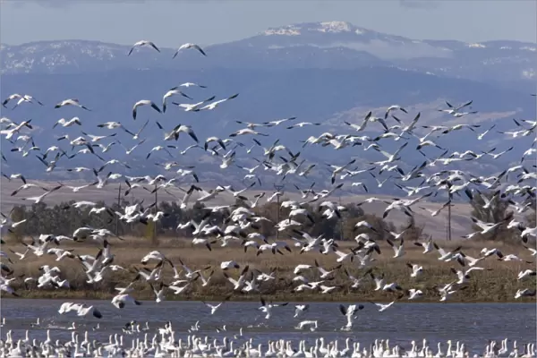 Mixed flock in flight - Ross's Geese and Snow Geese (Chen caerulescens) - at Sacramento National Wildlife Reserve, Black Butte mountains /  Mendocino Forest beyond; California, United States