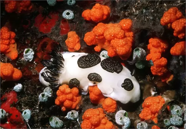 Nudibranch - Feeding on reef Toxic to predators Gunung Api, Banda Sea, Indonesia