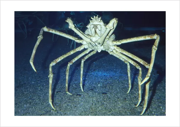 Giant Japanese Spider Crab - worlds largest arthropod