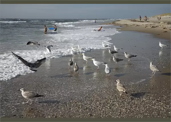 Herring Gull - flock searching for food on beach - Island of Texel - Holland