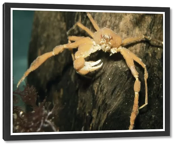 Scorpion Spider Crab - missing a claw Europe coasts