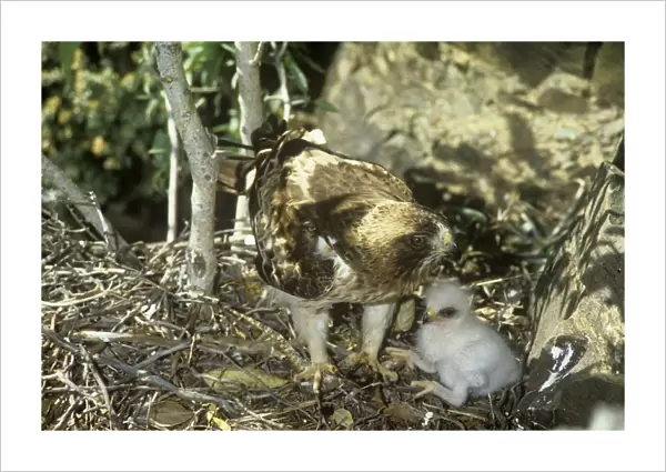 Booted Eagle - Adult with chick at nest 