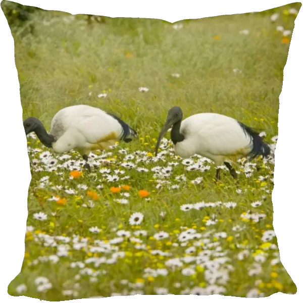 African Sacred Ibis - pair feeding in flowery pasture at Postberg, West Coast National Partk, South Africa