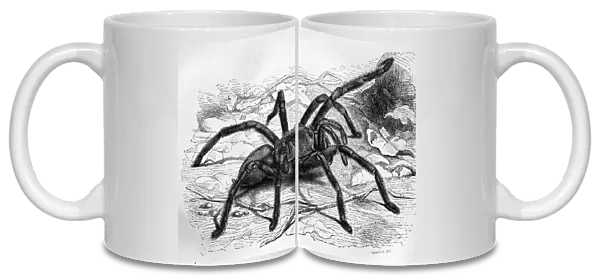 Black & White Illustration: Spider