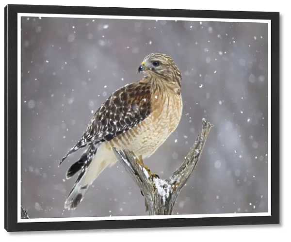 Red-shouldered Hawk - adult pale male in snow - January -CT - USA