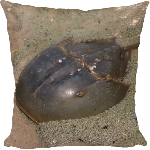 Horseshoe Crab - surrounded by it's eggs Reeds Beach, New Jersey, USA
