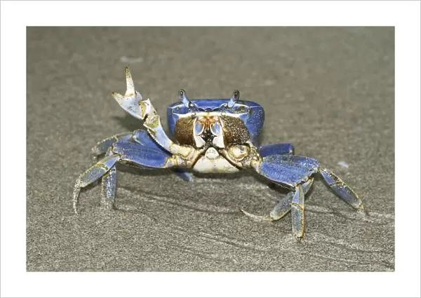 Blue Crab Cahuita N. P. Costa Rica