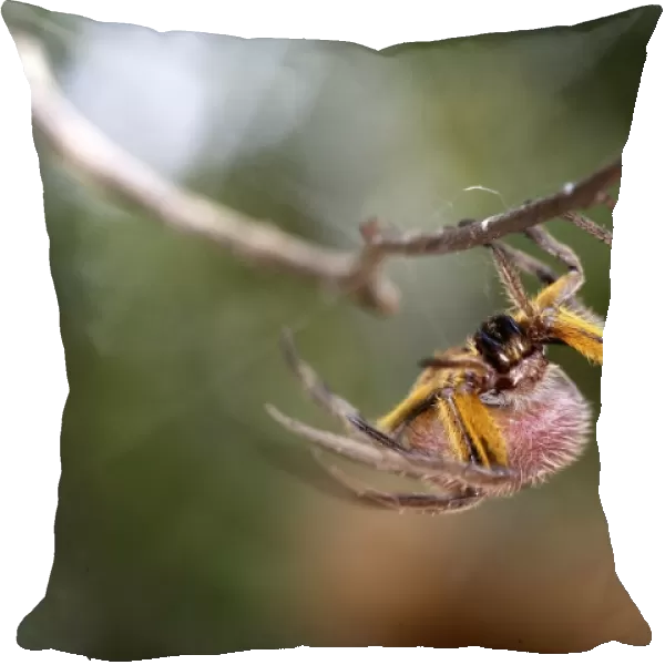 Spotted Spider Heath River Centre Peru / Bolivia border
