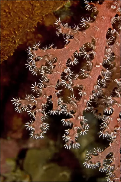 Soft Coral - this animal is sweeping the current with its sticky flower like fingers - found at 30 meters off a coral cliff - Indonesia