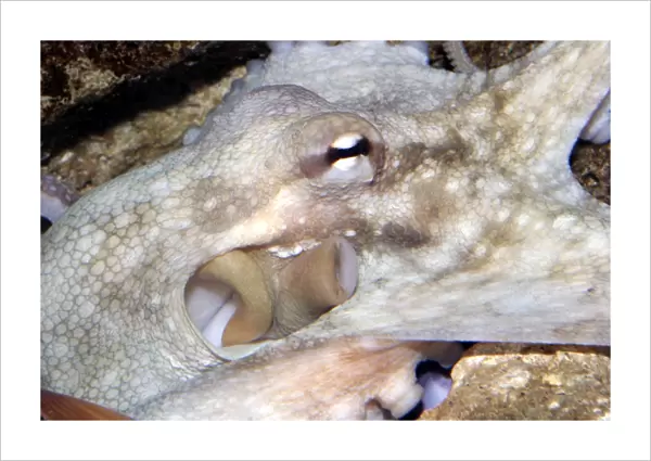 Common Octopus - close-up of head showing funnel and gills Dolphinarium, Port Elisabeth. South Africa
