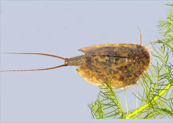 Fairy  /  Tadpole Shrimp. Triops cancriformis existed in the Triassic period 220 millions years ago and has not changed in appearance. It is the oldest known living animal species in the world