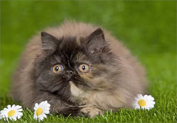 Cat - Persian kitten in garden amongst flowers
