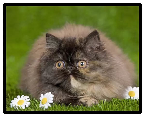 Cat - Persian kitten in garden amongst flowers