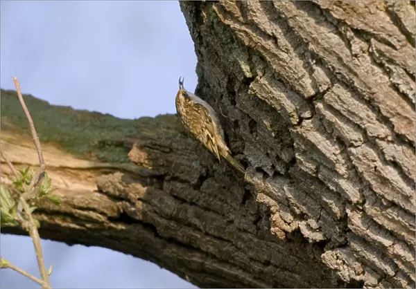 Treecreeper - with food in its beak - Oxon - UK - April