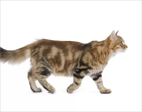 Cat - Siberian - walking