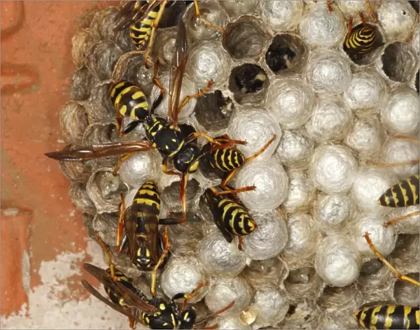 European Paper Wasps - at nest under house roof. France
