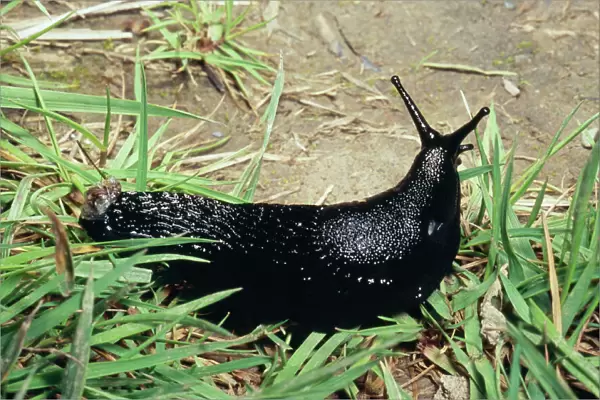 Great Black Slug - Crawling through grass UK
