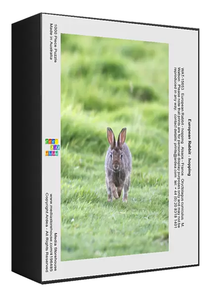 European Rabbit - hopping