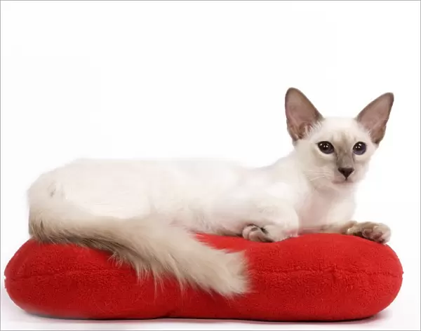 Cat - Balinese - Kitten lying down on pillow cushion
